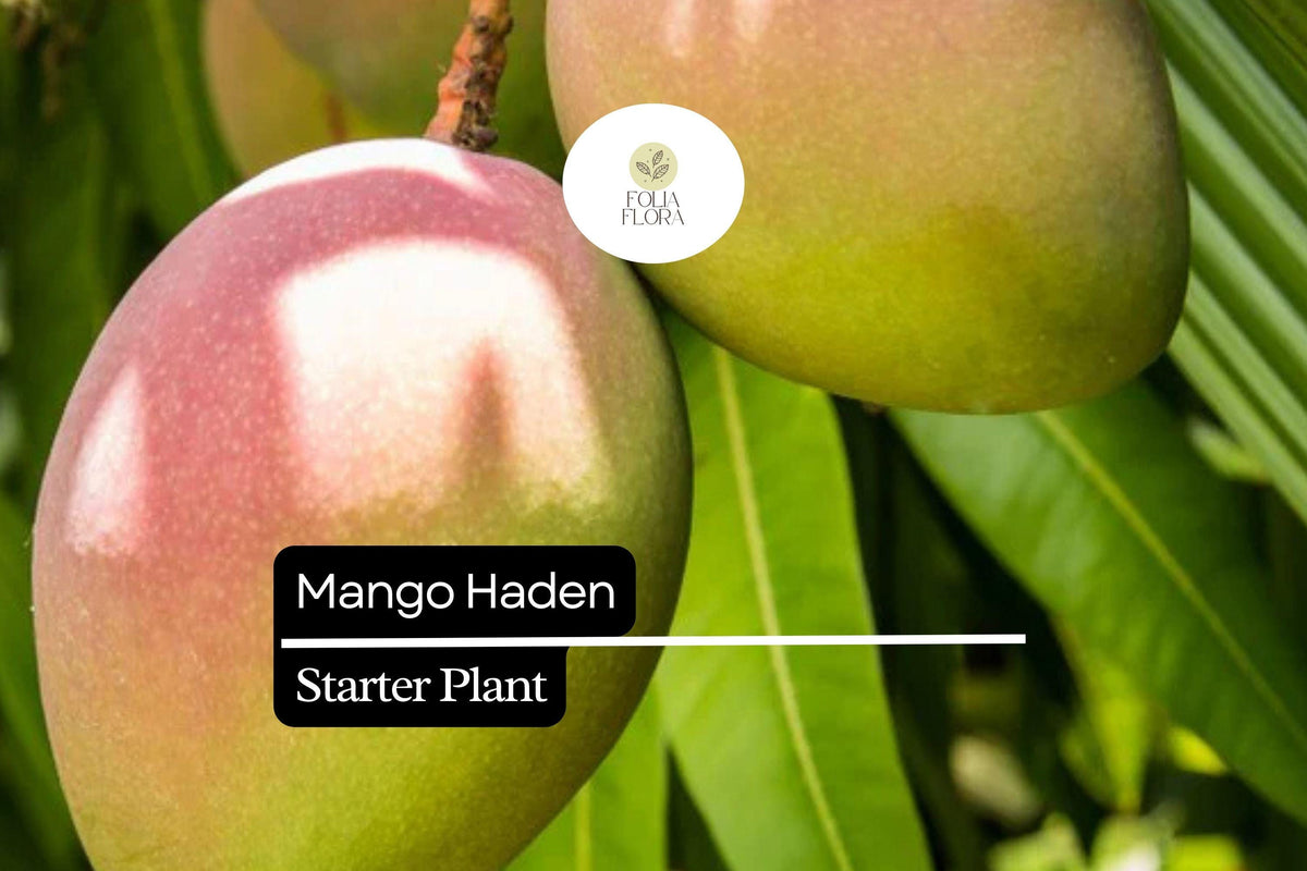 1 Starter Plant Mango Haden (Mangifera) Live Tropical Fruit Tree 12â€³-24â€³