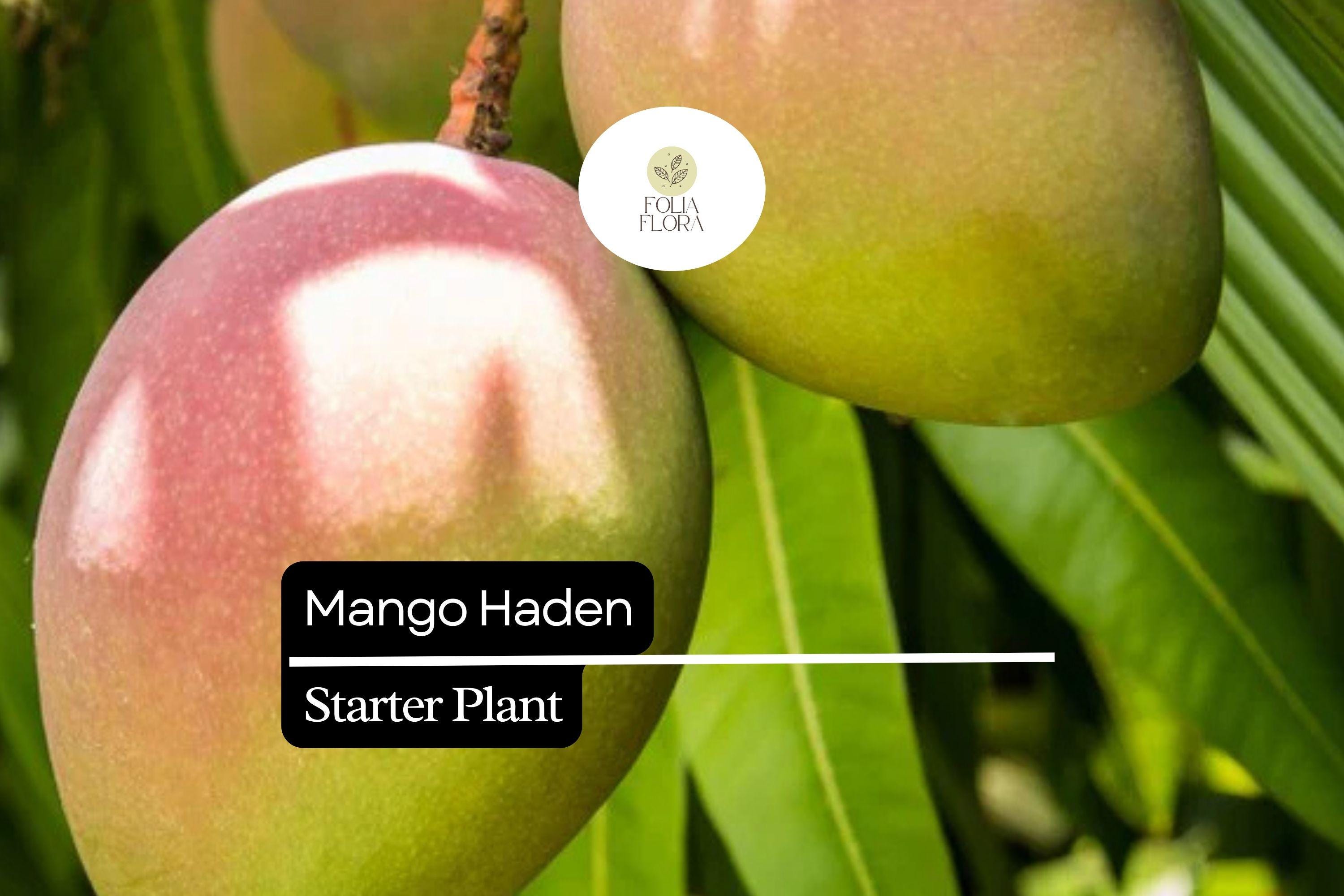 1 Starter Plant Mango Haden (Mangifera) Live Tropical Fruit Tree 12â€³-24â€³