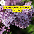 Fragrant Late Lilac Bush - Live Bare Root Plant, Zones 3-7