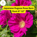 Japanese Rugosa Rose Bare Root Plant 6-12" Rosa rugosa Fragrant Pink Flowers, Red Rose Hips, Hardy Shrub