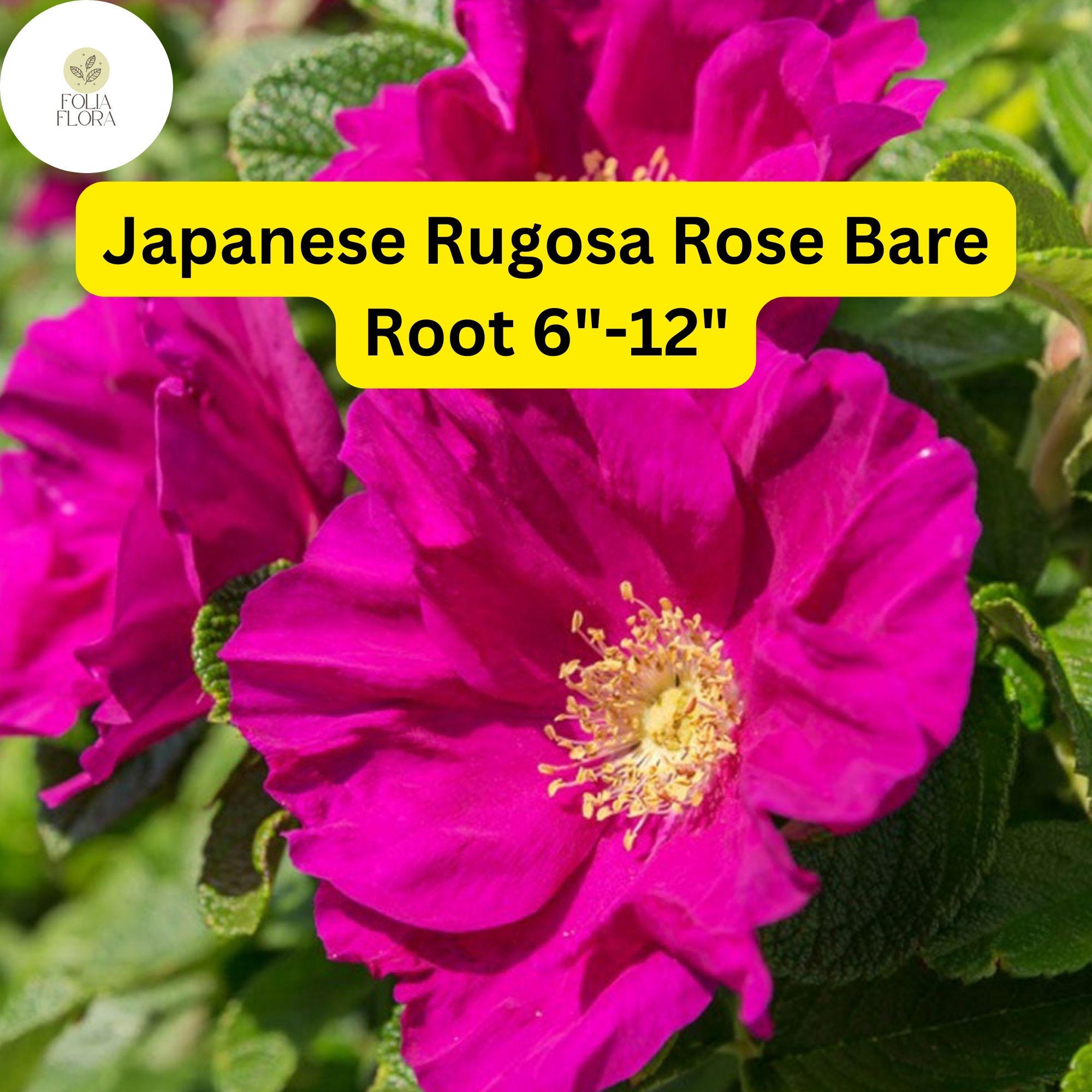 Japanese Rugosa Rose Bare Root Plant 6-12" Rosa rugosa Fragrant Pink Flowers, Red Rose Hips, Hardy Shrub