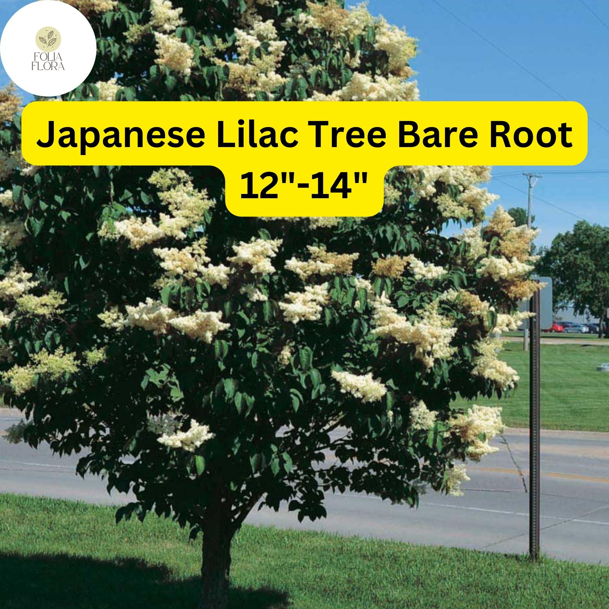 Japanese Lilac Tree Bare Root Syringa reticulata – Fragrant Creamy-White Flowers, Ornamental Shade Tree, Zones 3-7