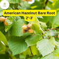 American Hazelnut Tree Bare Root Plant 2-3' Edible Nuts Wildlife Support Corylus americana