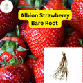 25 Bare Root Albion Strawberry Plants | Day Neutral Fragaria x ananassa
