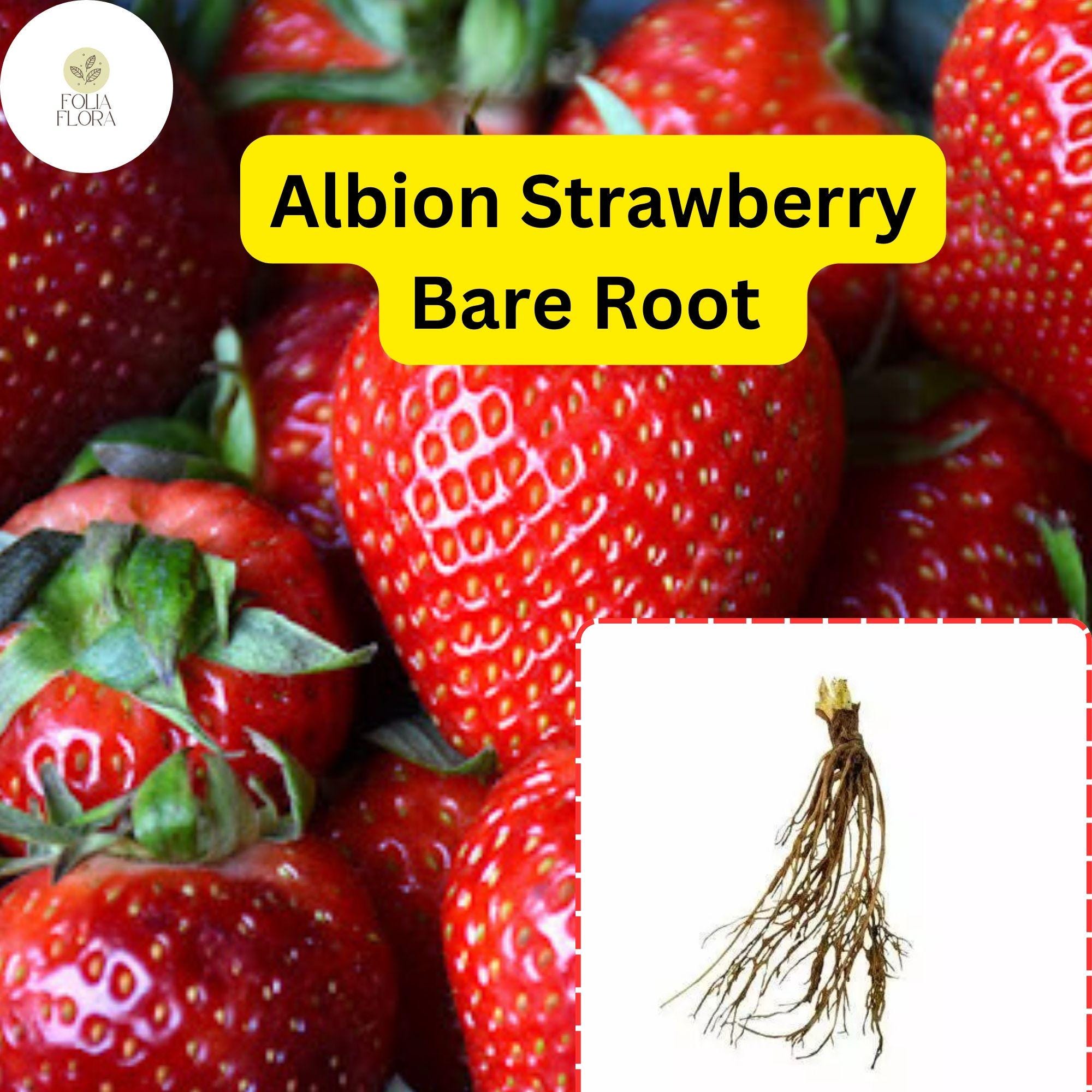 25 Bare Root Albion Strawberry Plants | Day Neutral Fragaria x ananassa