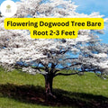 Flowering Dogwood Tree â€“ Live Bare Root Plant, Zones 5-9