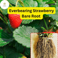 Everbearing Strawberry Bare Root Plants | Live Garden Outdoor Fruit | Sweet, Juicy, Continuous Harvest