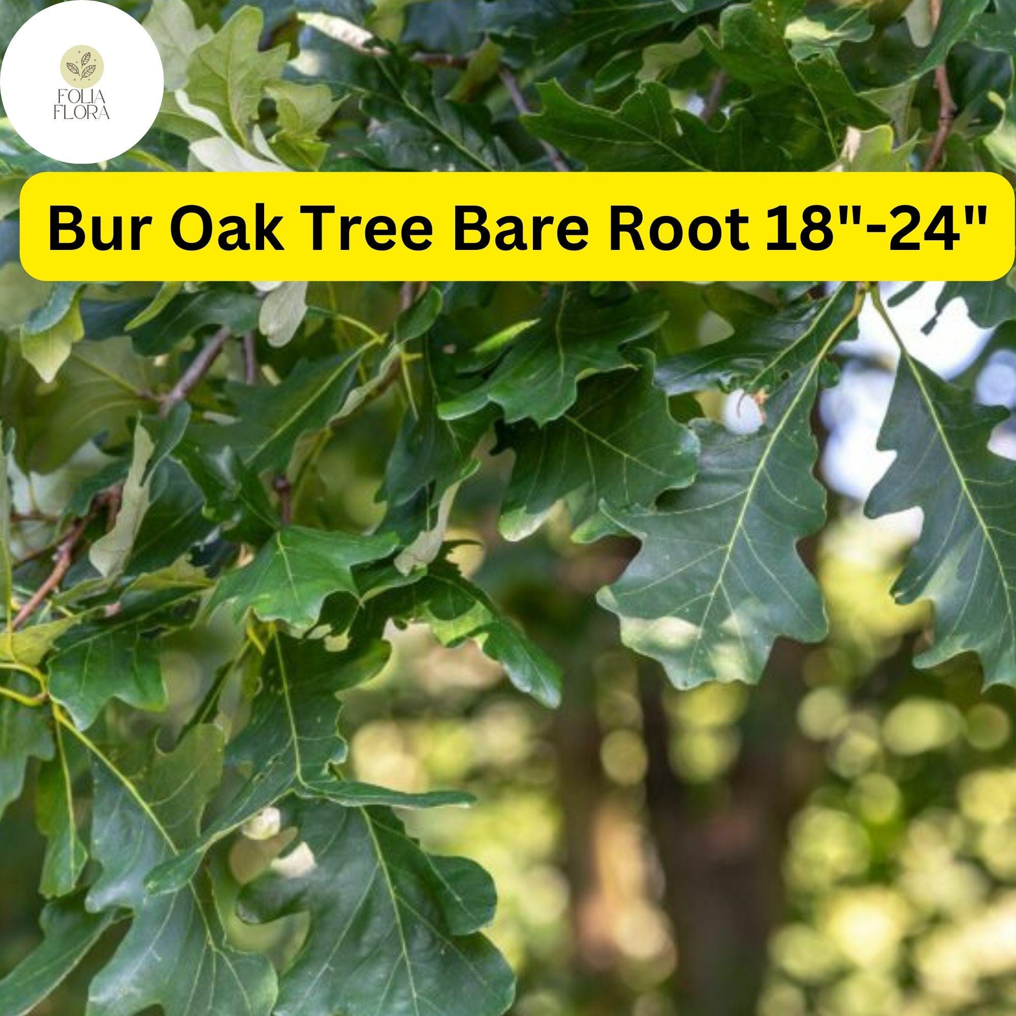 Live Bur Oak Tree - Bare Root, Hardy Shade Tree (Zones 3-8)
