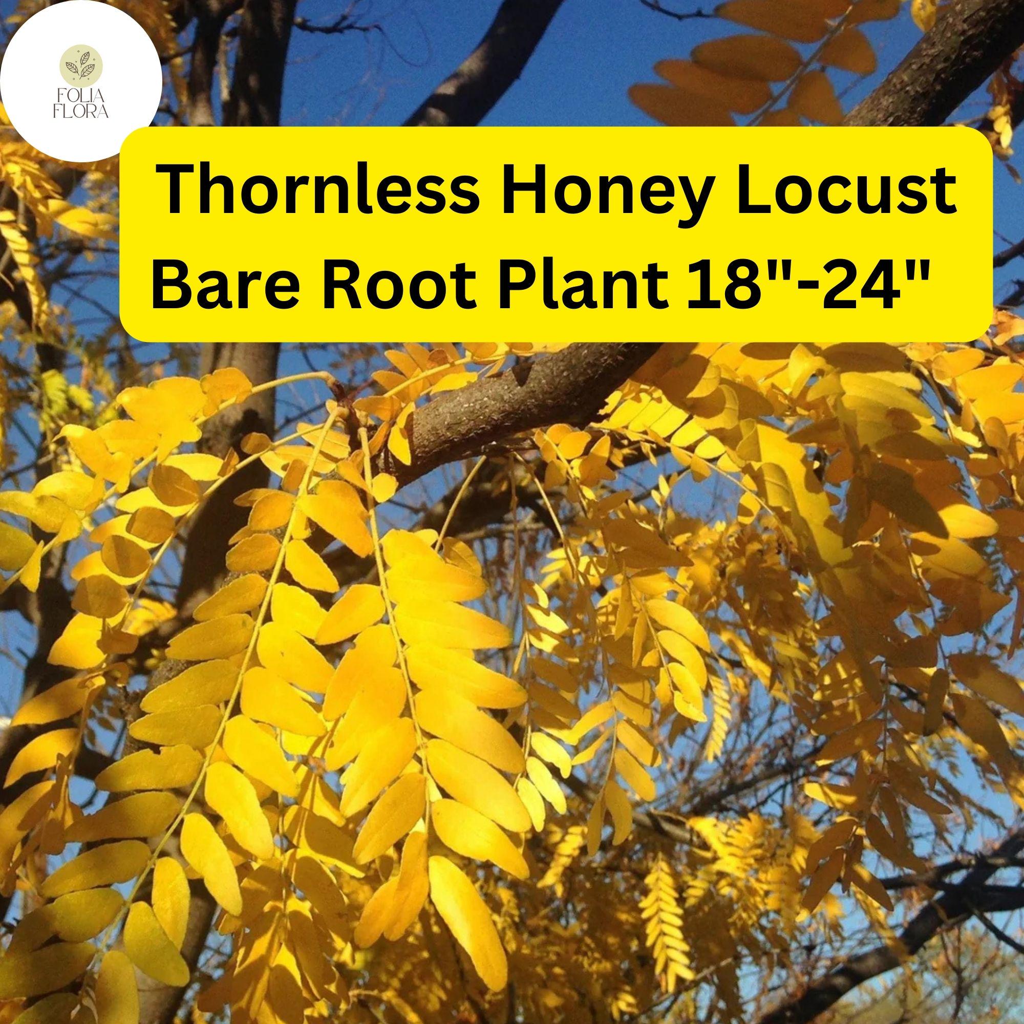 Thornless Honey Locust Tree: Live Bare Root Plant (18-24")