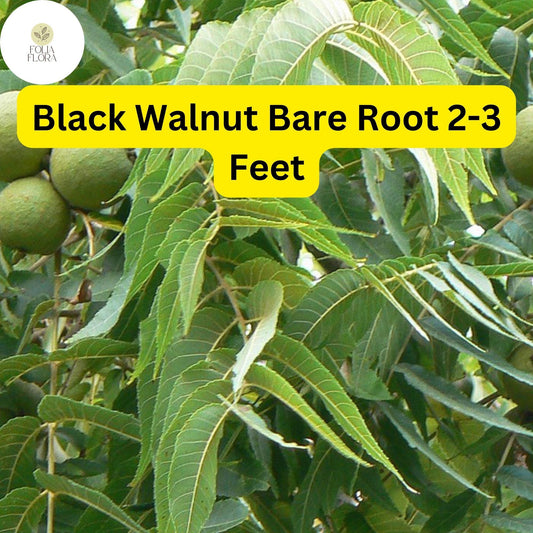 Black Walnut Tree â€“ Live Bare Root Plant, Zones 4-9
