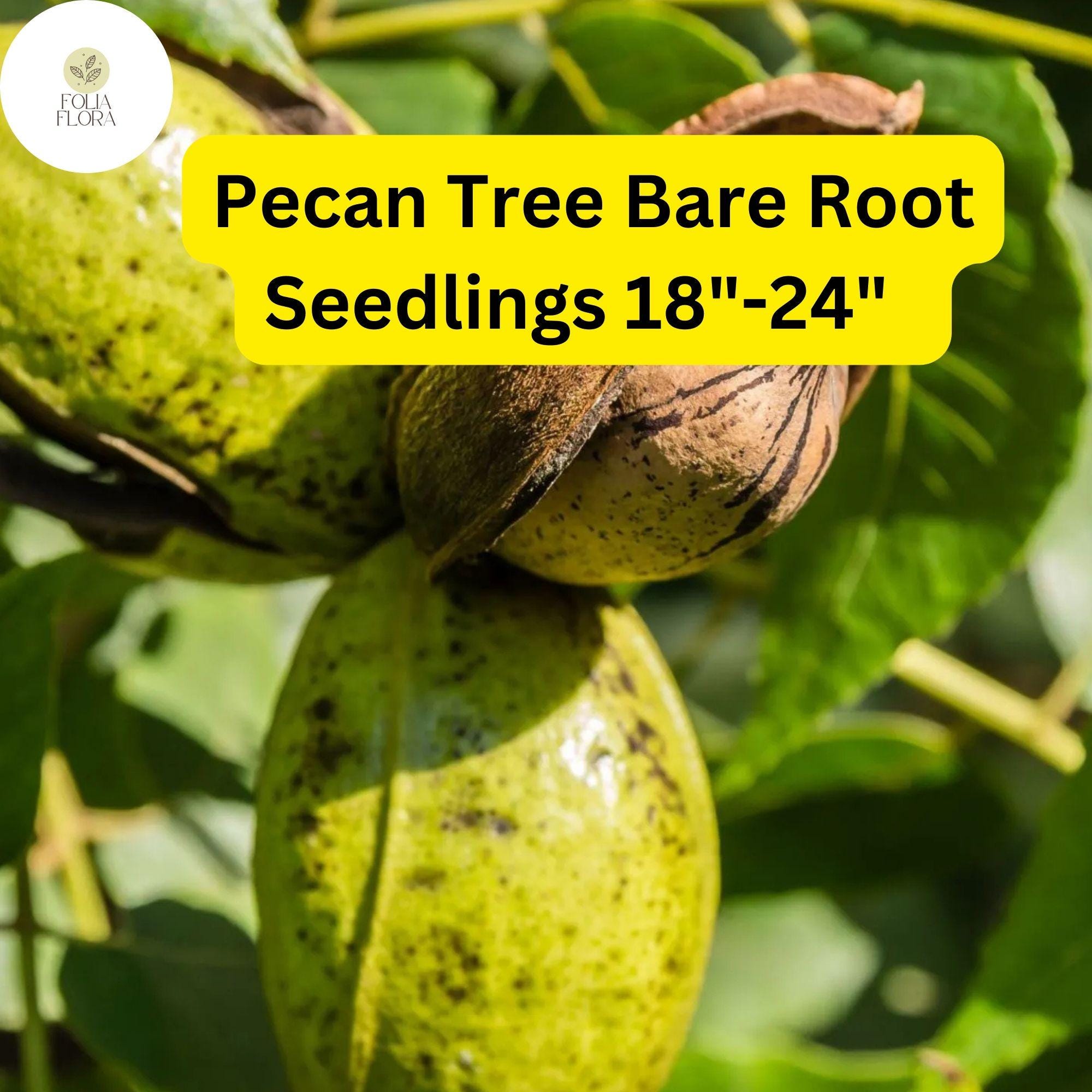 2 Live Bare-Root Seedlings Hardy Pecan Trees (Carya illinoinensis) 18"-24"