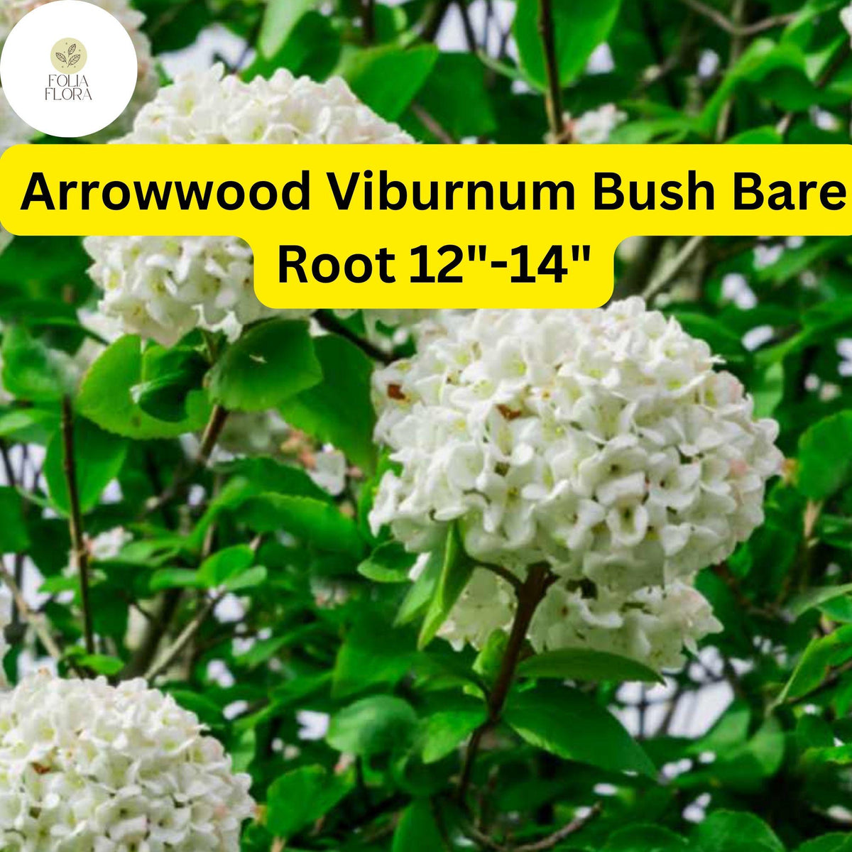 1 Arrowwood Viburnum (Viburnum dentatum) â€“ Live Bare Root Plant 12"-14"