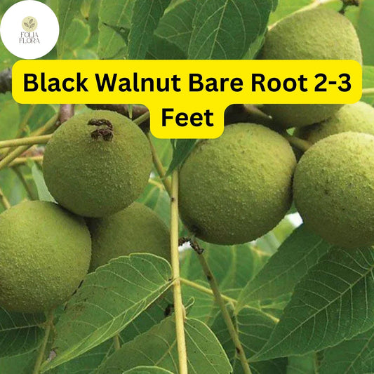 Black Walnut Tree Bare Root Plants – Nut-Producing Shade Tree Juglans nigra, 18-24 Inches, Zones 4-9