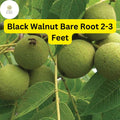 Black Walnut Tree â€“ 2 Live Bare Root Plants, Zones 4-9