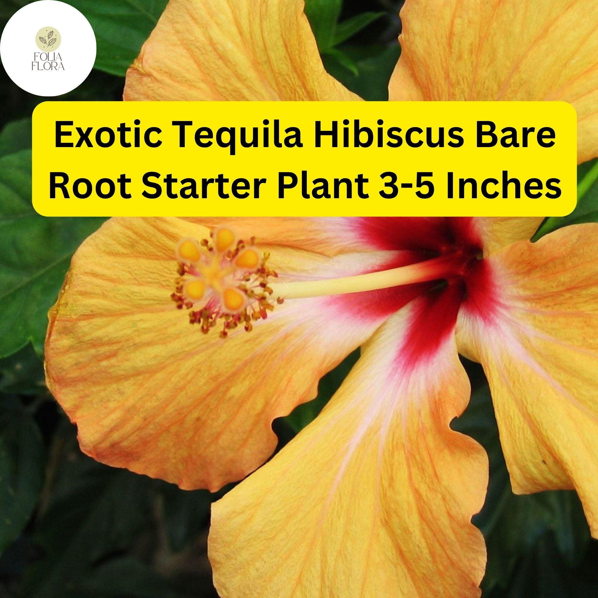 Exotic Tequila Hibiscus Starter Plant - Vibrant Orange, Red, and Yellow Blooms