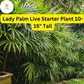 Rhapis excelsa Lady Palm Live Plant – 10-15 Inch Indoor Air-Purifying, Pet-Friendly Houseplant