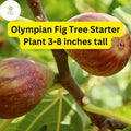 Olympian Fig Tree, Live Starter Plant, Edible Fruit, Home Gardens