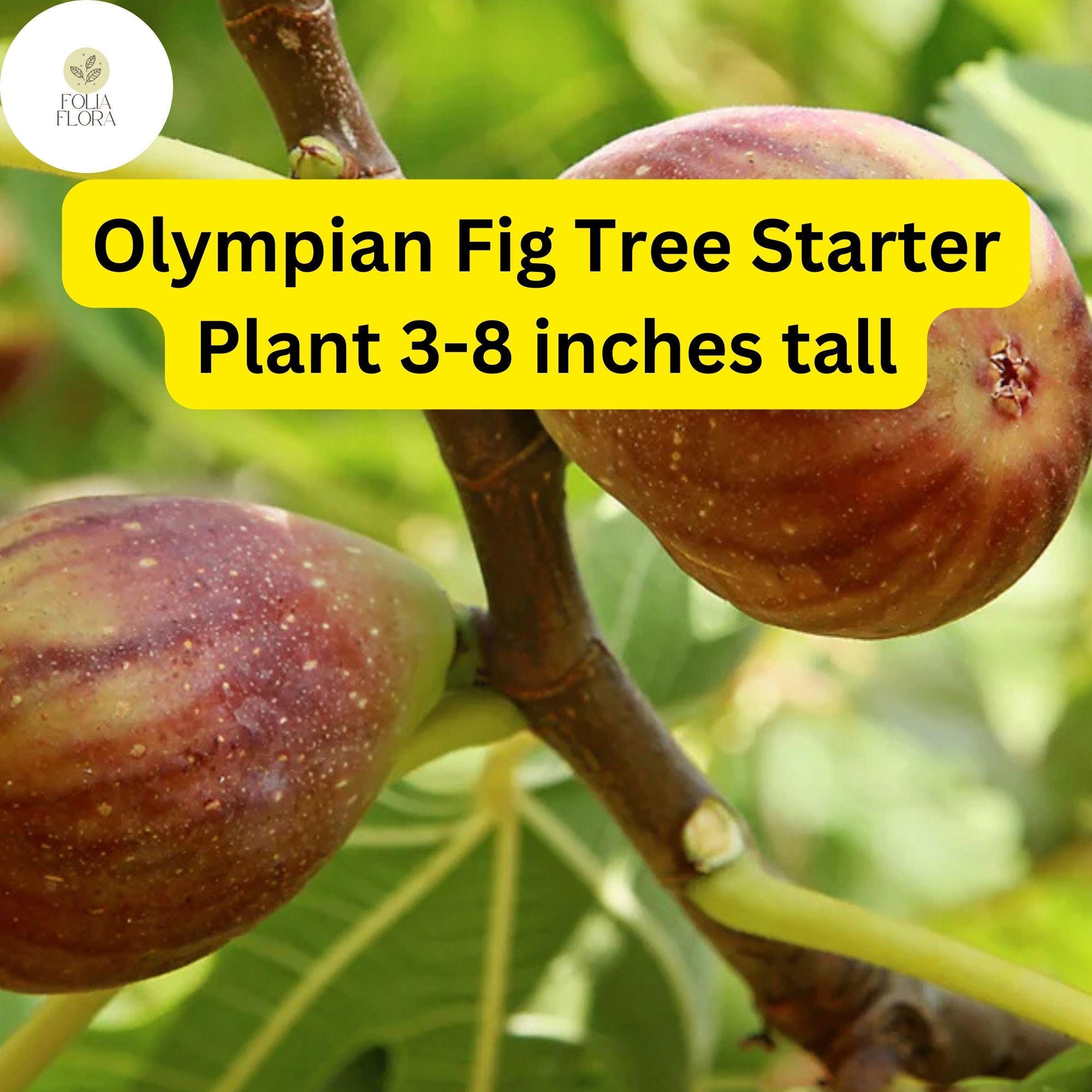 Olympian Fig Tree, Live Starter Plant, Edible Fruit, Home Gardens