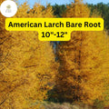 American Larch Tree, Bare Root Larix laricina, Hardy Conifer