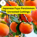 4 Japanese Fuyu Persimmon Unrooted Cuttings, Diospyros kaki, Easy to Grow Sweet Fruit Tree