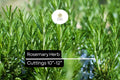 Organic Rosemary Herb Plants (Rosmarinus officinalis) | Live Dipped Cuttings 10â€-12â€