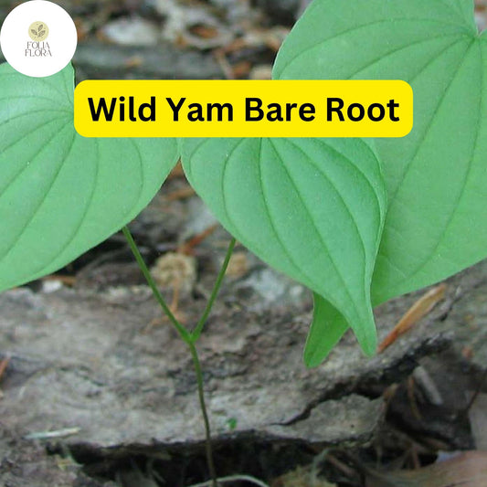10 Wild Yam Bare Root Plants, Organic Perennial Vine