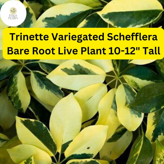 Trinette Variegated Schefflera - Umbrella Tree, Easy-Care Live Plant