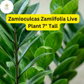 ZZ Chameleon Live Plant â€“ Low-Light Indoor Houseplant, 7" Tall (4" Pot)