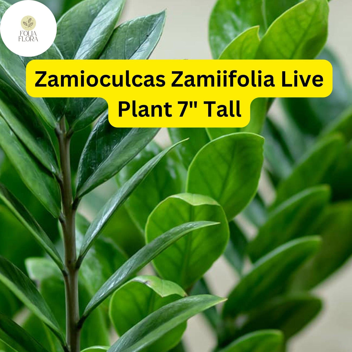 ZZ Chameleon Live Plant â€“ Low-Light Indoor Houseplant, 7" Tall (4" Pot)