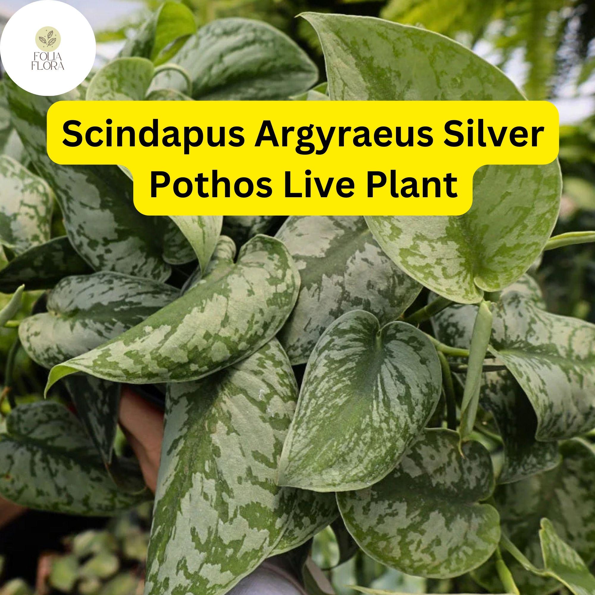 Silver Pothos Live Plant – 4-Inch Pot, Scindapsus Argyraeus, Air-Purifying, Trailing Vine, Indoor Houseplant