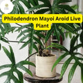 Philodendron Mayoi Live Plant in 4-Inch Pot, Tropical Indoor Houseplant, Air-Purifying, Easy-Care, Climbing or Trailing