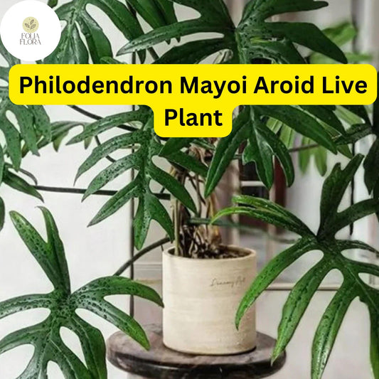 Philodendron Mayoi Live Plant in 4-Inch Pot, Tropical Indoor Houseplant, Air-Purifying, Easy-Care, Climbing or Trailing