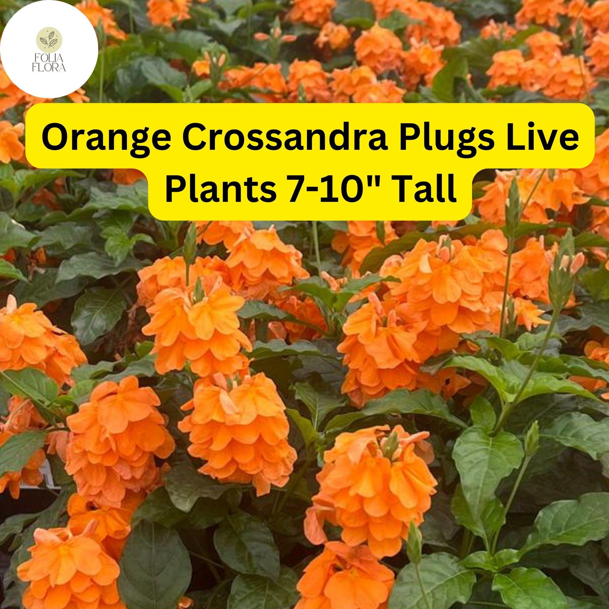 Orange Crossandra - 1 Plugs Live Plants 7-10" Tall - Firecracker Flower, Tropical Blooms, Vibrant Orange