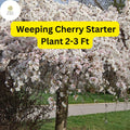 Live Weeping Cherry Tree, 2-3 Ft Tall, Ready to Plant