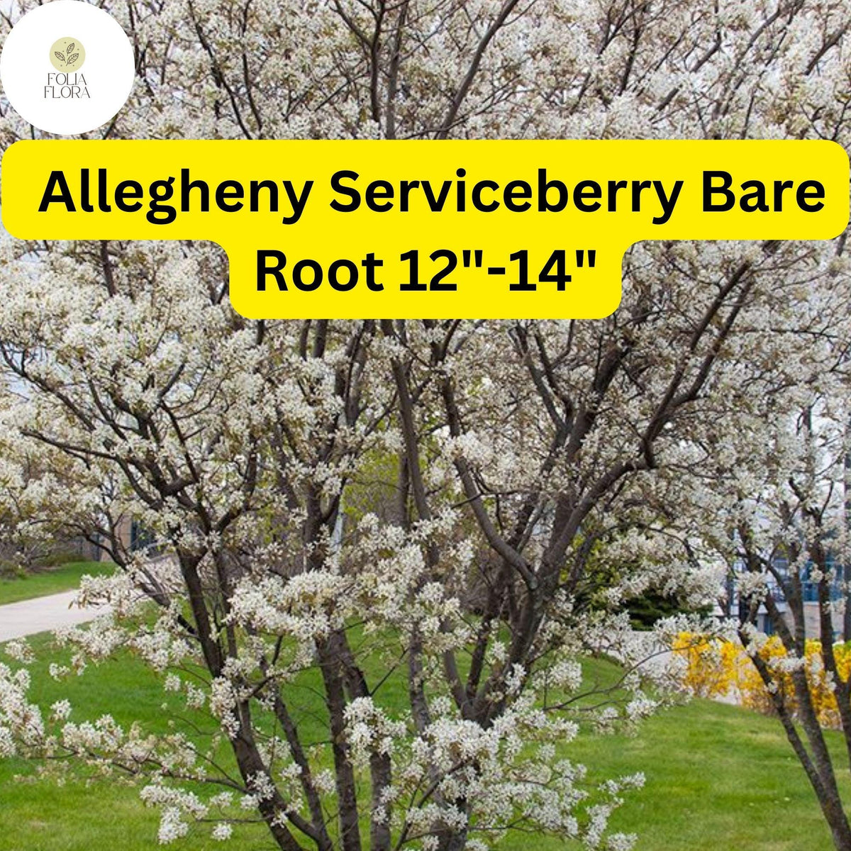 1 Allegheny Serviceberry Tree - Live Bare Root Plant 12"-14" (Amelanchier laevis)
