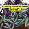 Wandering Jew Cuttings – 5+ Inch Tradescantia zebrina Trailing Houseplant, Purple Green Silver Foliage