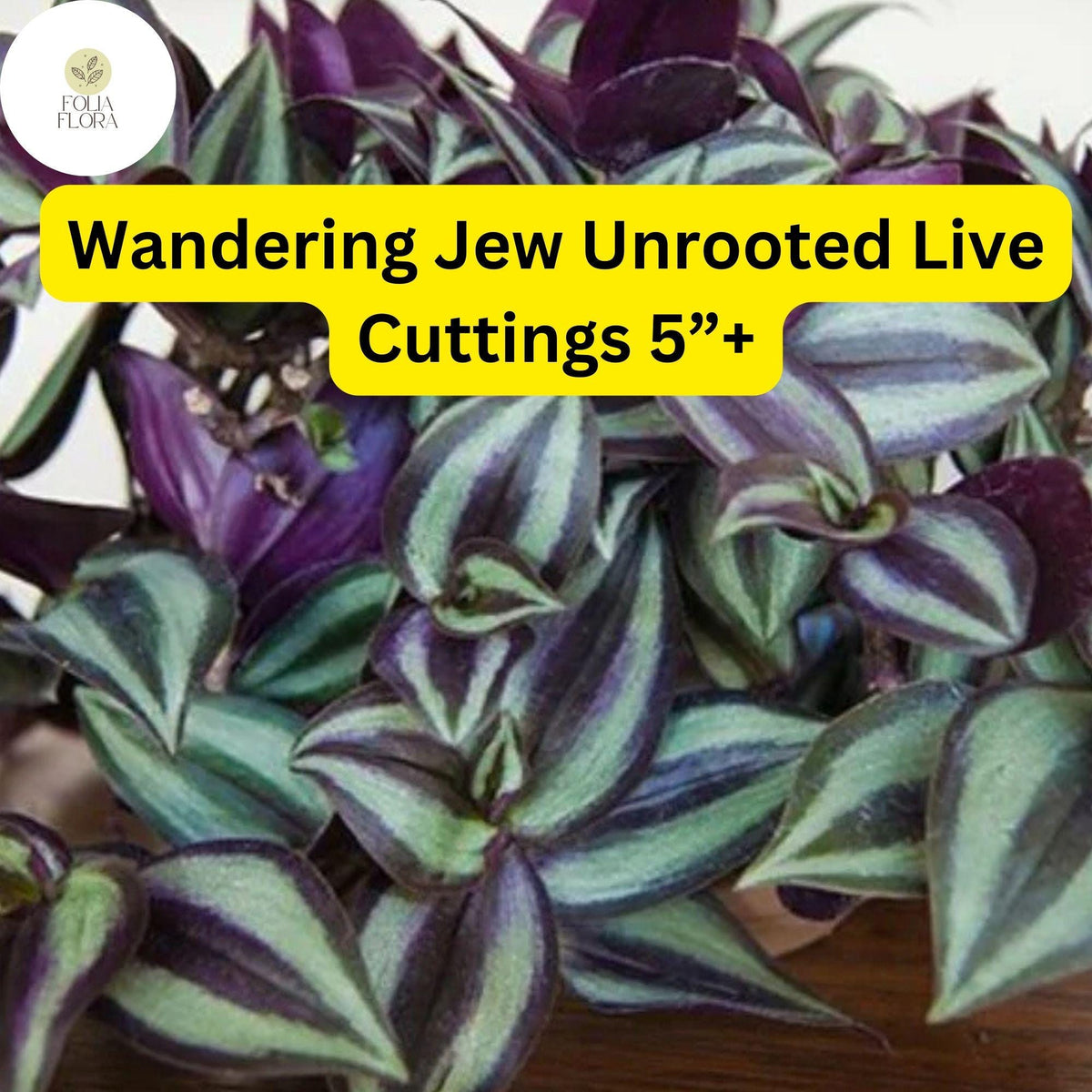 Wandering Jew Cuttings – 5+ Inch Tradescantia zebrina Trailing Houseplant, Purple Green Silver Foliage