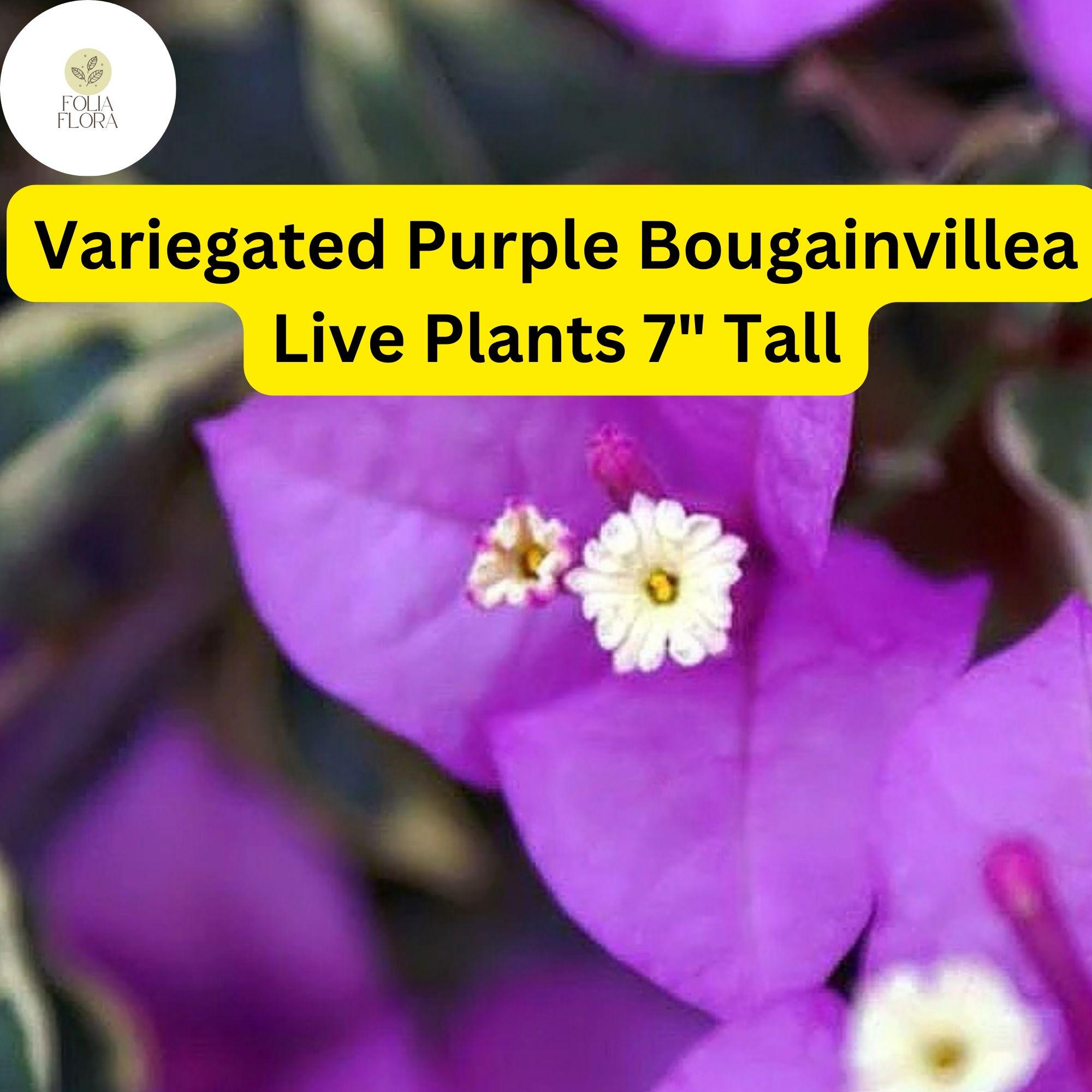 Variegated Purple Bougainvillea Live Plant – 7" Potted Tropical Vine with Vibrant Purple Bracts & Variegated Foliage