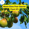 Live Fruit Tree - 2ft Moon Glow Pear (Pyrus communis) - Edible, Juicy, White Blossom, Hardy Backyard Garden Plant