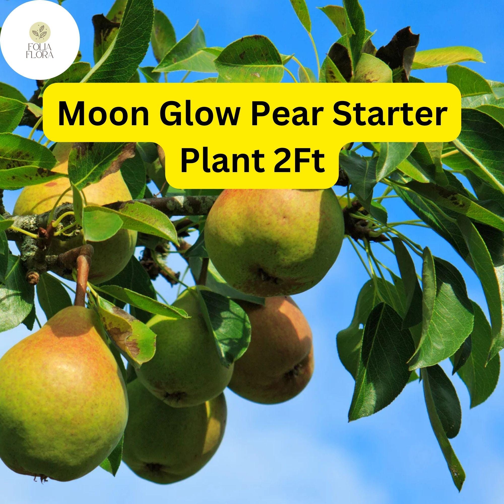 Live Fruit Tree - 2ft Moon Glow Pear (Pyrus communis) - Edible, Juicy, White Blossom, Hardy Backyard Garden Plant