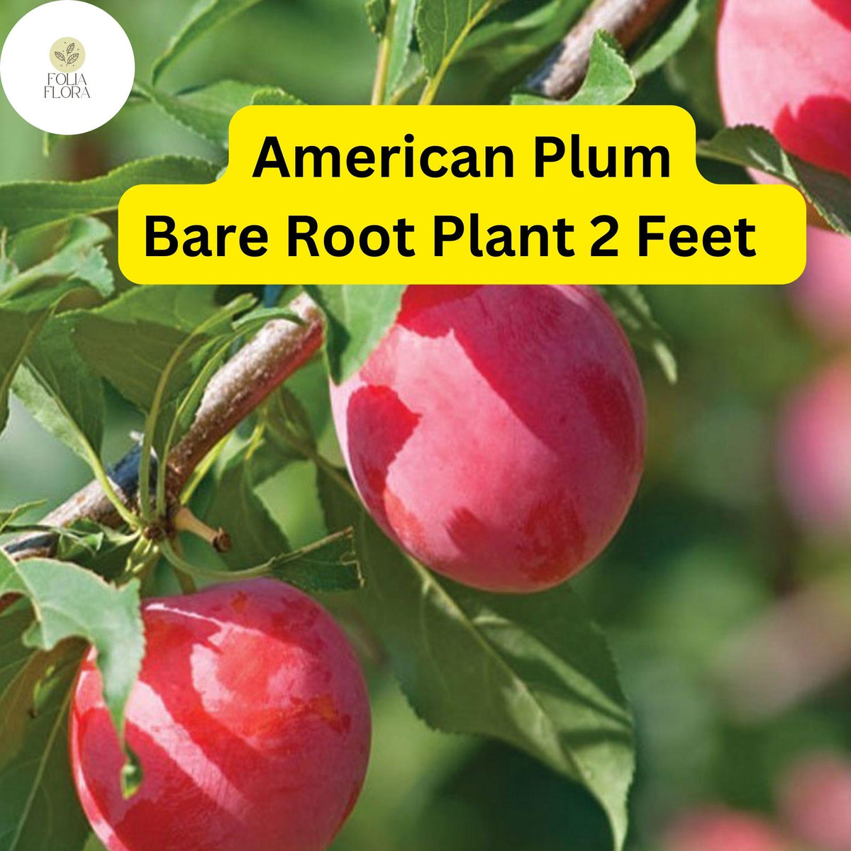 1 American Plum Tree 2ft Tall Live Fruit Tree - Ready to Plant