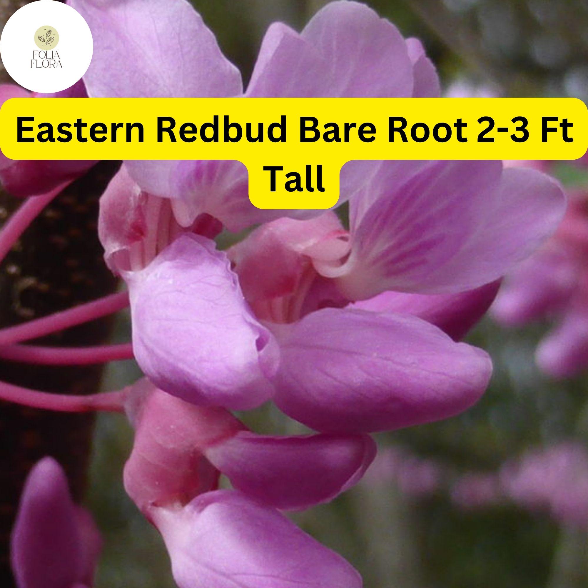 Eastern Redbud Tree, 2-3 Ft Tall, Live Bare Root Plant