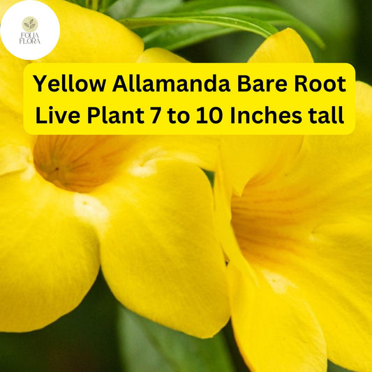 1 Yellow Allamanda - Bare Root Starter Live Plant 7-10â€ - Perennial Vine, Tropical Yellow Flowers