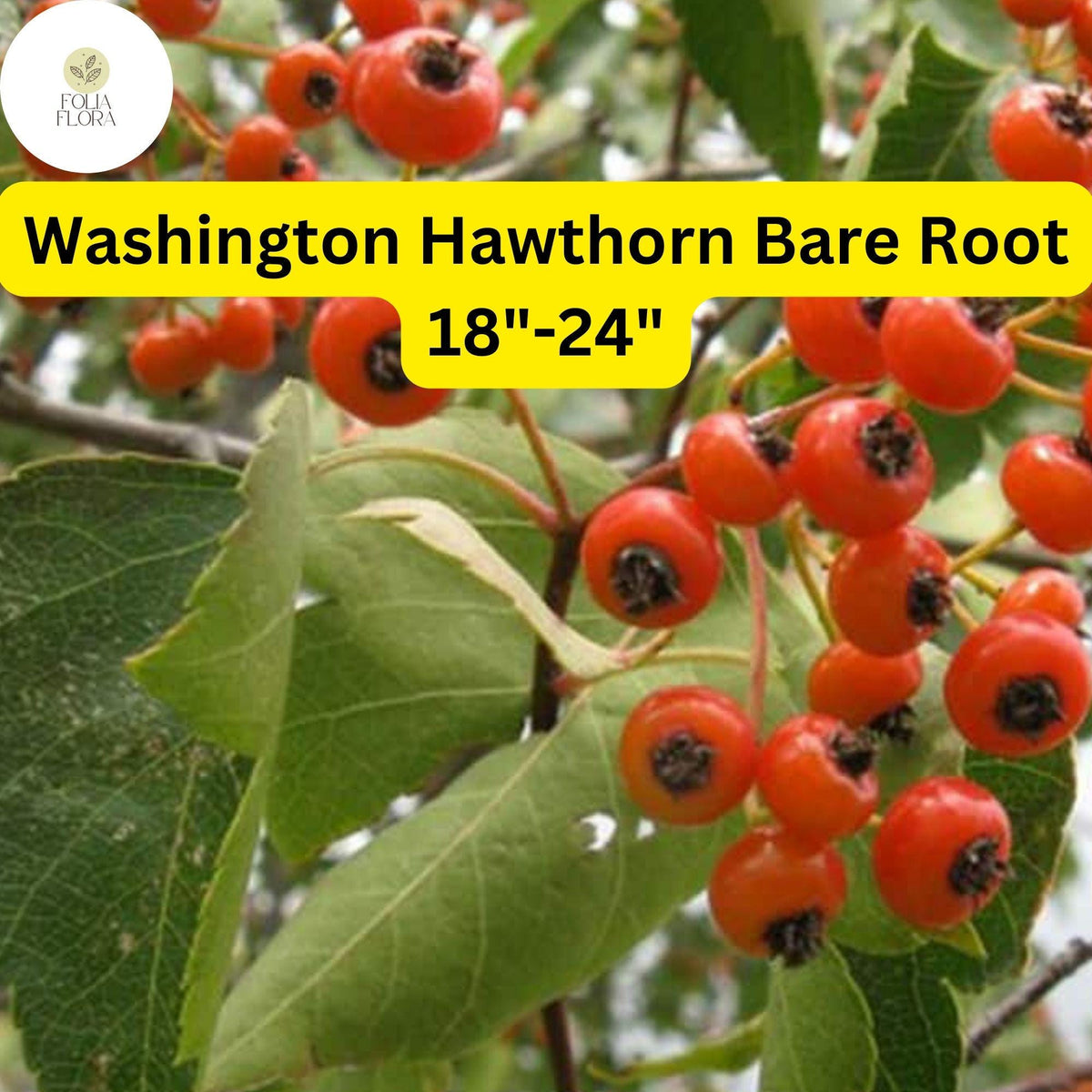 Washington Hawthorn Tree Live Bare Root 18-24 Inches Crataegus phaenopyrum with White Flowers and Red Berries