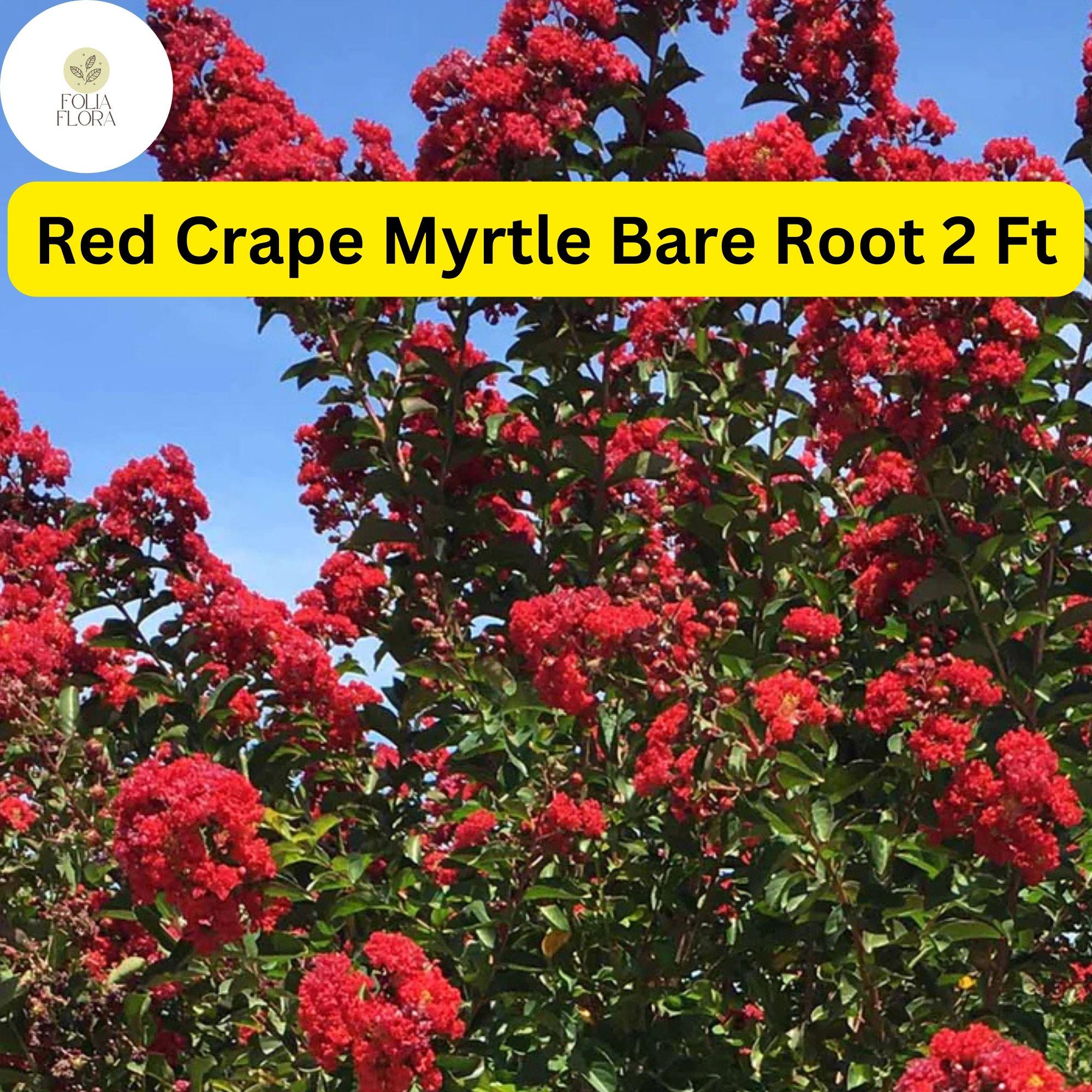 2 Live Bare Root Plants Red Crape Myrtle Trees (Lagerstroemia indica) 2ft Tall