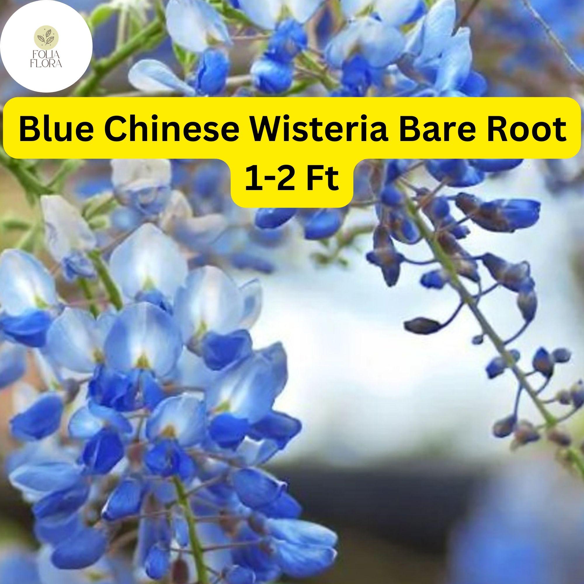 2 Live Blue Chinese Wisteria Trees, Fragrant Flowering Vine (1-2 Ft Tall)