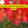 1 Northern Red Oak Tree (Quercus rubra) - Live Bare Root Plant 2-3 Feet