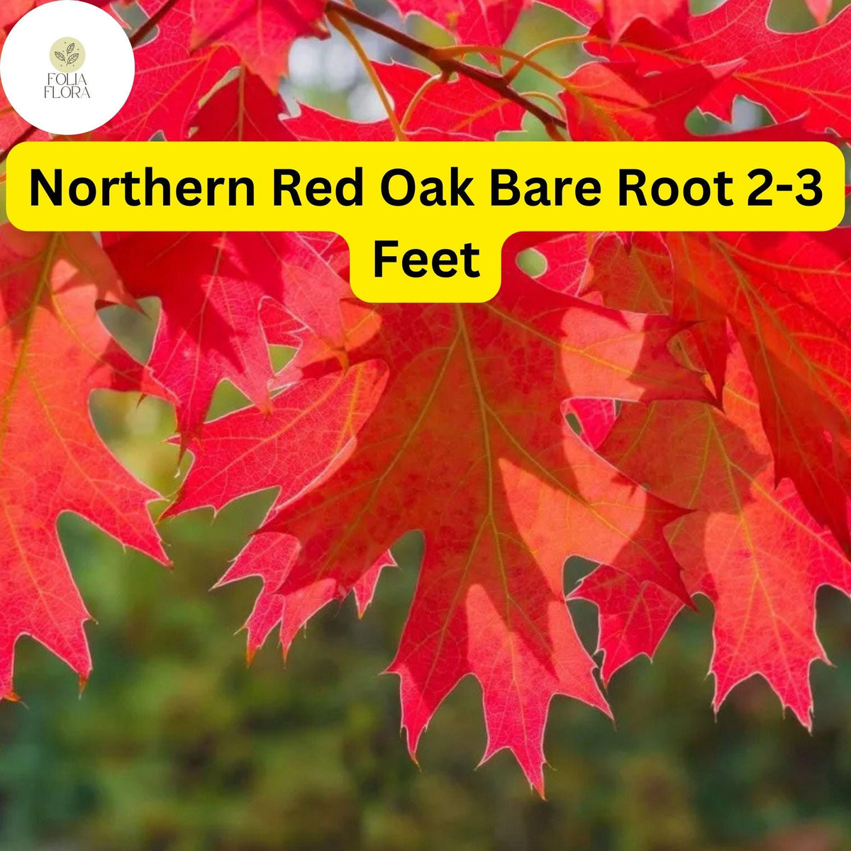 1 Northern Red Oak Tree (Quercus rubra) - Live Bare Root Plant 2-3 Feet