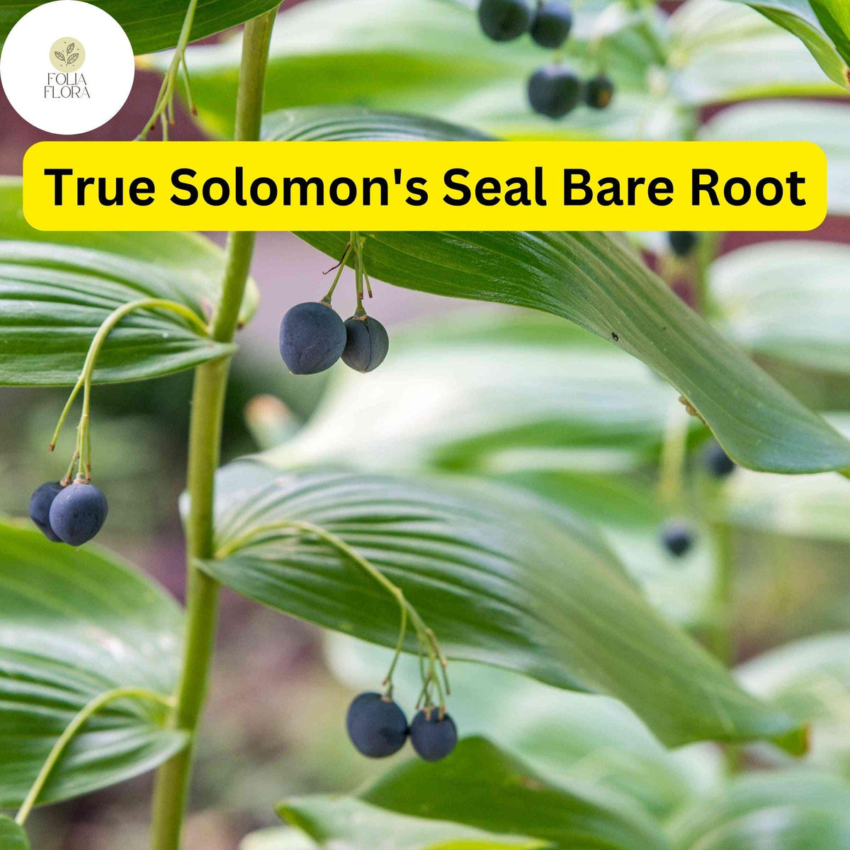 10 Bare Root Solomon's Seal Plants Polygonatum biflorum - Shade-Loving Perennials for Woodland Gardens & Borders