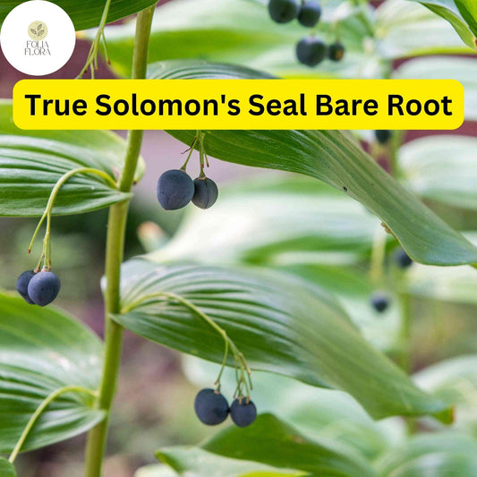 10 Bare Root Solomon's Seal Plants Polygonatum biflorum - Shade-Loving Perennials for Woodland Gardens & Borders